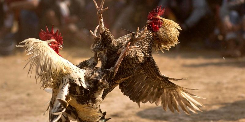 Luật đá gà cựa sắt hiện nay: Các quy định quan trọng và lưu ý