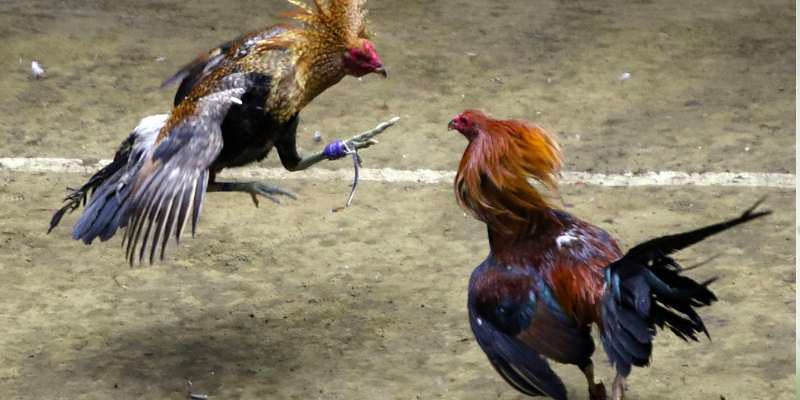 Luật Đá gà cựa sắt: Cuộc chiến nảy lửa của những chiến kê đẳng cấp