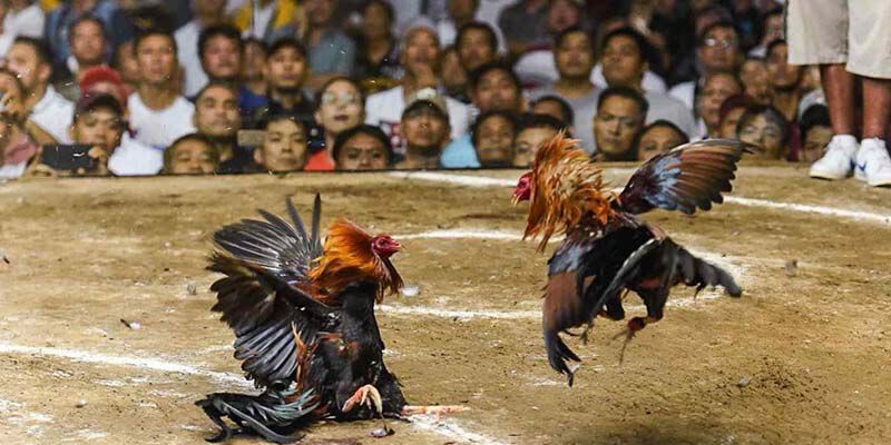 Đánh giá luật đá gà cựa sắt: Những quy định chi tiết cần biết