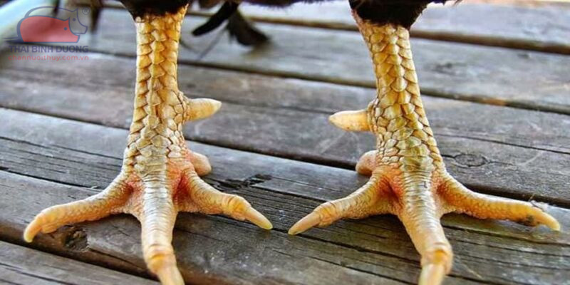 Vảy gà Huyền Trâm: Đặc điểm nhận biết linh kê được săn đón